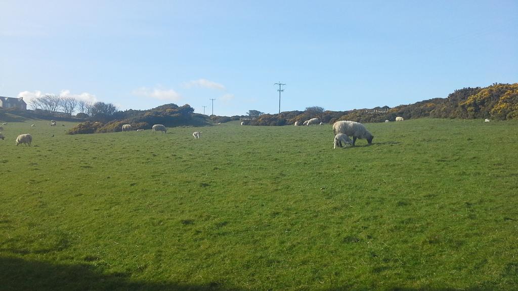 Leafy Lane Guesthouse Amlwch Esterno foto
